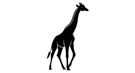 Silhouette of a Giraffe Walking in Profile Against a White Background