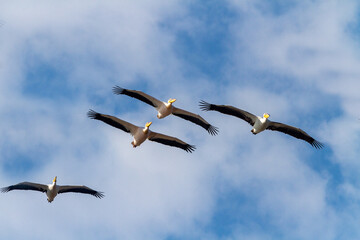 Formation of dalmatian pelicans (Pelecanus crispus) flying close together in Protected Area Poda near Burgas.	