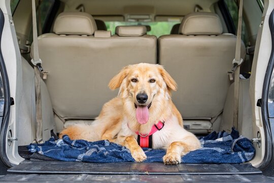 A Hovawart dog is comfortably resting in the open trunk of a car, wearing a pink harness. The dog looks content and ready for an adventure with its owner on a sunny day.