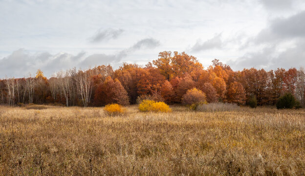 beautiful autumn trees accross a field of grass under cloudy skies