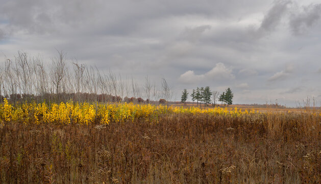 beautiful yellow foliage leads accross a filed to tall pine trees accross a field of grass under cloudy skies