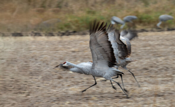 sandhill cranes prepare for takeoff during autumn migration