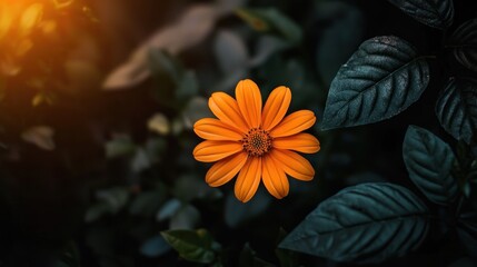 A vibrant orange flower with green leaves in a lush garden setting.