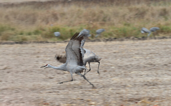 sandhill cranes prepare for takeoff during autumn migration