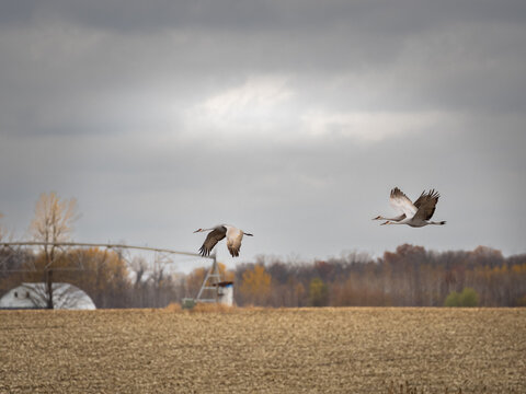 sandhill cranes flying accross harvested fields during fall migration