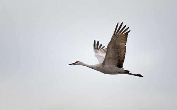 a lone sabdhill crane flies with wings spread wide during fall migration
