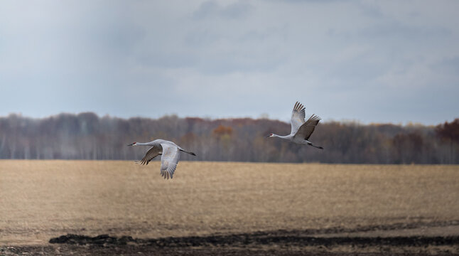 sandhill cranes flying accross harvested fields during fall migration
