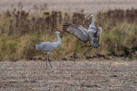 sandhill cranes dance in a field on an autumn day