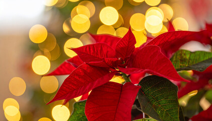 Festive Poinsettia Christmas Bokeh