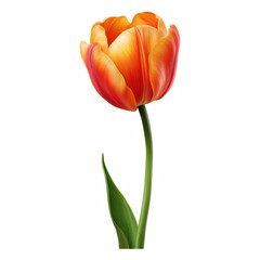 Single orange tulip flower with green stem and leaf, isolated on transparent background.