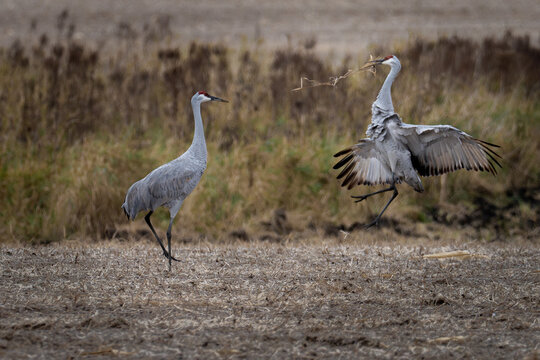 sandhill cranes dance in a field on an autumn day