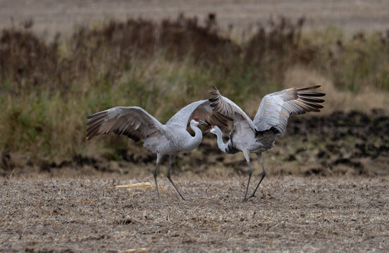 sandhill cranes dance in a field on an autumn day