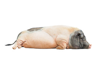 Miniature pig, Pot bellied pig, Vietnames Pot Belly lying down, scientific name Sus scrofa domesticus, pigs are one the most intelligent mammals in the world, isolated object on transparent background © Prawit Samphonkrung