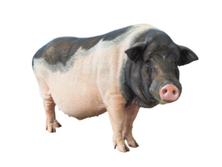 Miniature pig or Pot bellied pig or Vietnames Pot Belly, scientific name Sus scrofa domesticus, pigs are one of the most intelligent mammals in the world, isolated object on transparent background.