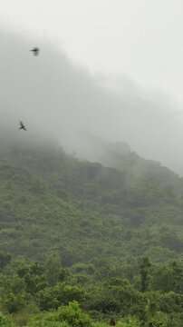 Tropical mountain landscape covered in soft mist and light rain while birds glide through the foggy air among green trees. Misty rainforest.