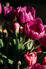 Deep magenta tulips in dramatic sunlight, close-up still life with rich petals and dark background, fresh spring mood and soft shadows without people