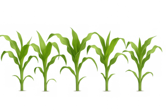 Young corn plants growing, green maize seedlings in a row, concept of agriculture farming and food production