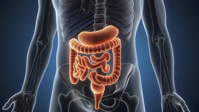 Anatomical illustration of the human digestive system, showing the small and large intestines within a transparent torso with a visible skeleton.