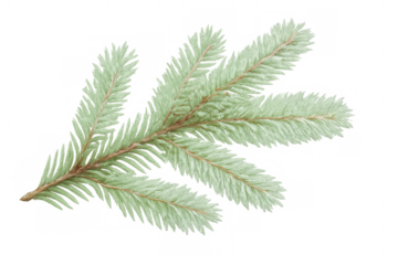 Fir tree spruce branch with green needles for christmas decorations, winter holiday season, and nature themes