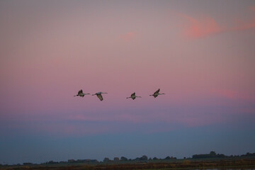 Fototapeta premium Sandhill Crane in Lodi, California, USA
