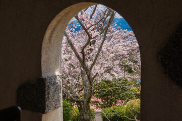 大山公園（松浦市）の桜