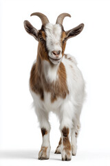 Full body of a tan goat with horns standing on a white background, goat standing full body view isolated on a transparent background animal farm animal