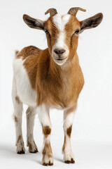 Full body of a tan goat with horns standing on a white background, goat standing full body view isolated on a transparent background animal farm animal
