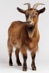 Full body of a tan goat with horns standing on a white background, goat standing full body view isolated on a transparent background animal farm animal