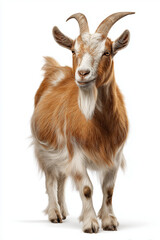 Full body of a tan goat with horns standing on a white background, goat standing full body view isolated on a transparent background animal farm animal