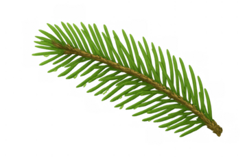 Spruce tree branch featuring fresh green needles. Evergreen conifer sprig with a woody stem, isolated on transparent background