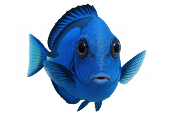 Blue tang fish swimming, animated character portraying underwater ocean life, transparent background for design