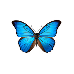 Fototapeta premium Blue morpho butterfly isolated on transparent background