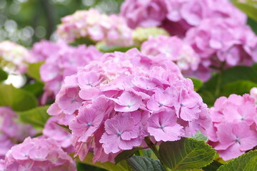 植物　ピンクの花