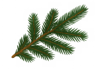 Evergreen fir branch with needles, perfect for christmas, winter, and holiday decorative designs, transparent background