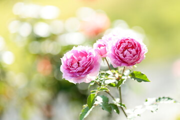 ピンク色の薔薇