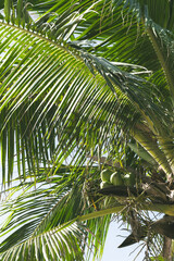 Fototapeta premium ヤシの木がはえたビーチ沿いの道