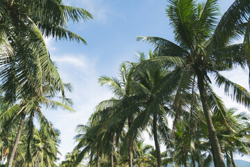 Fototapeta premium ヤシの木がはえたビーチ沿いの道