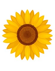 Fototapeta premium A vibrant, top-down view of a blooming flower