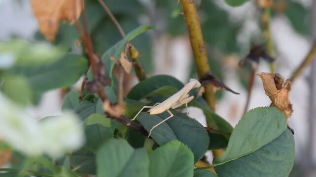 Praying Mantis