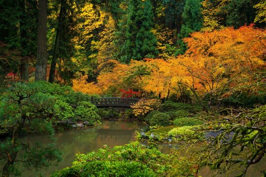 autumn in the forest