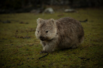 wombat