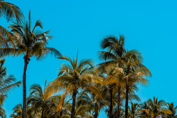 Palm Trees Under Clear Sky in Solidaridad, MX
