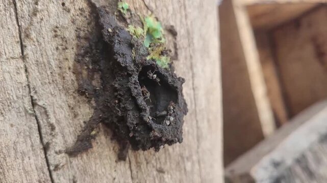 Bee nest and small black bees building natural insect habitat on wooden surface with warm texture in outdoor environment showing detailed insect activity and rustic wooden texture