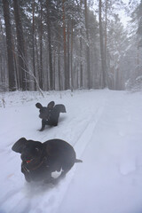 Happy black dachshund dogs running along a snowy path in a winter forest. Motion blur effect.