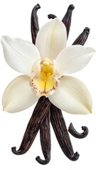 A close-up of a vanilla orchid flower with its dark brown seed pods arranged around it on a white backdrop