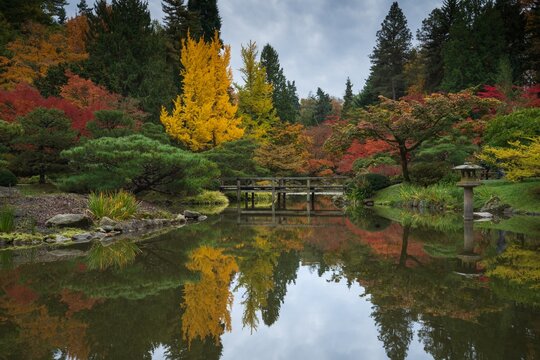 reflections of a japanese garden pond