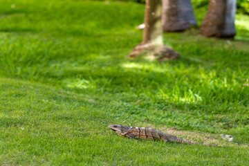 Iguana on Lush Lawn in Solidaridad, Mexico