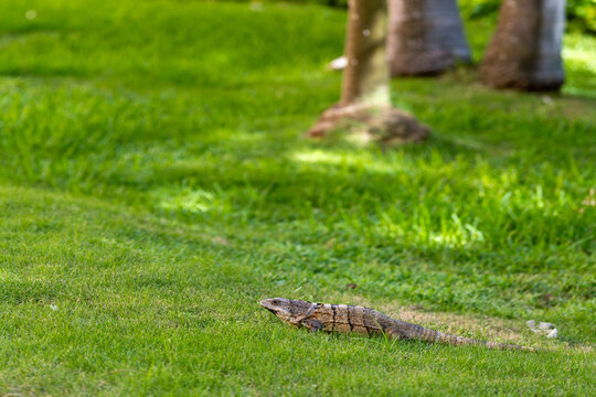 Iguana on Lush Lawn in Solidaridad, Mexico