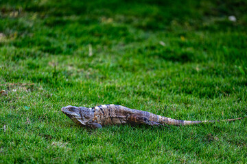 Iguana Resting on Grass in Solidaridad, Mexico