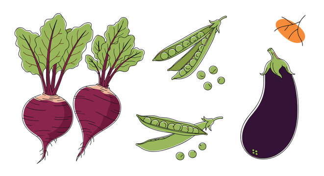 A vibrant hand-drawn illustration of fresh, organic vegetables: two purple beets with green leaves, green pea pods with loose peas, and a dark purple eggplant.